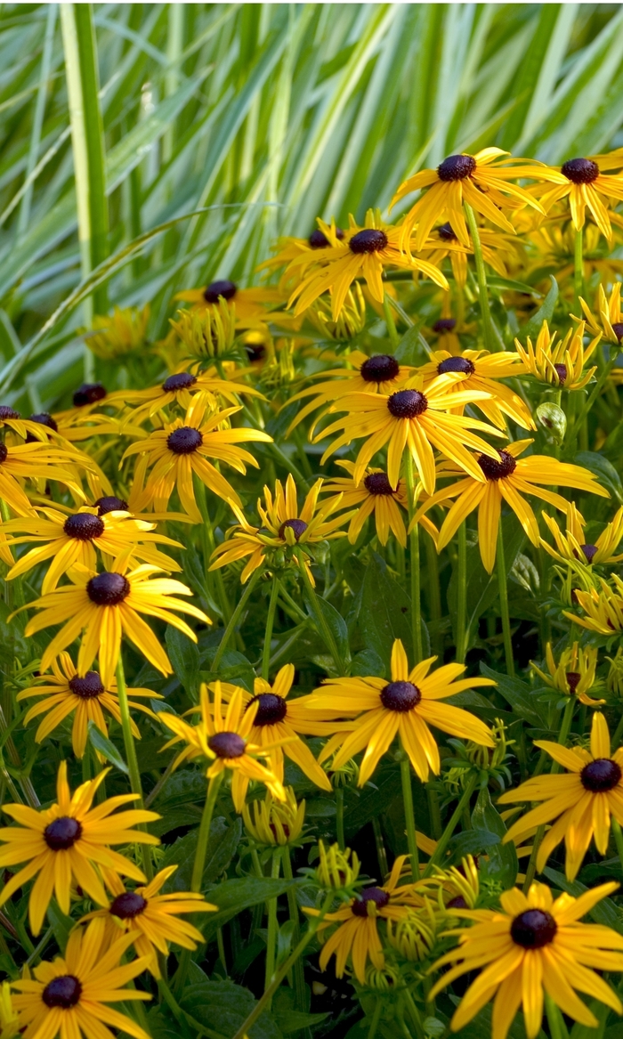 Black-Eyed Susan - Rudbeckia fulgida 'Goldsturm'
