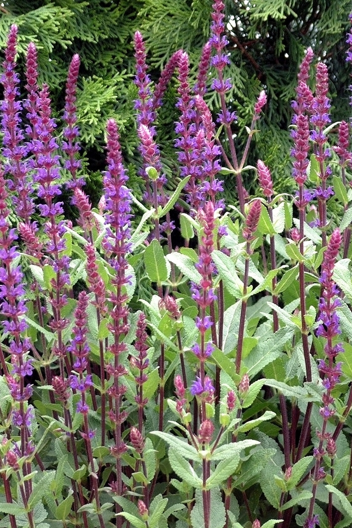 Meadow Sage - Salvia nemorosa 'Caradonna' Meadow Sage - Salvia nemorosa 'Caradonna'