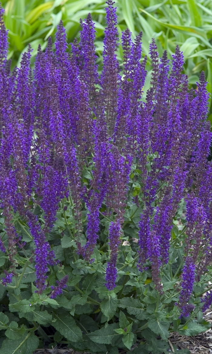 Meadow Sage - Salvia nemerosa 'East Friesland'