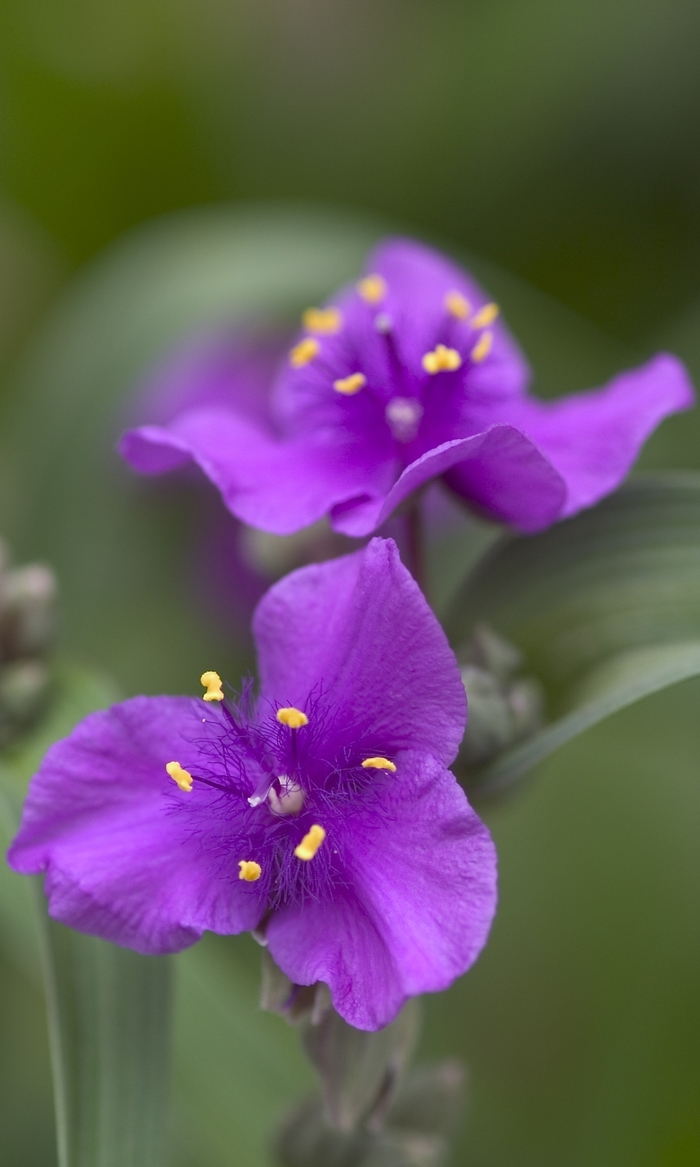 Spiderwort - Tradescantia 'Concord Grape' Spiderwort - Tradescantia 'Concord Grape'