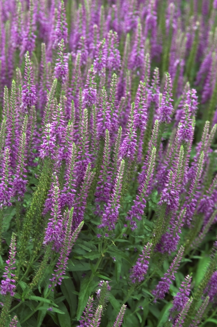 Veronica longifolia 'Eveline' Speedwell Ebert's Greenhouse