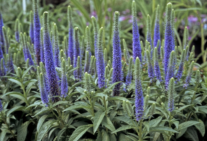 Speedwell - Veronica spicata 'Royal Candles' Speedwell - Veronica spicata 'Royal Candles'
