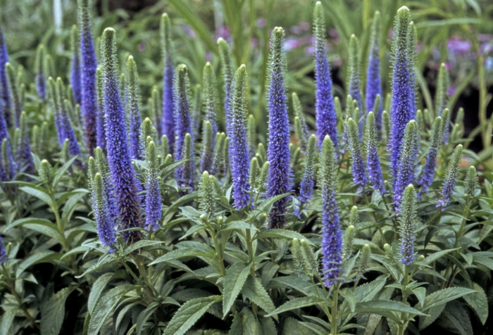 Speedwell - Veronica spicata 'Royal Candles'