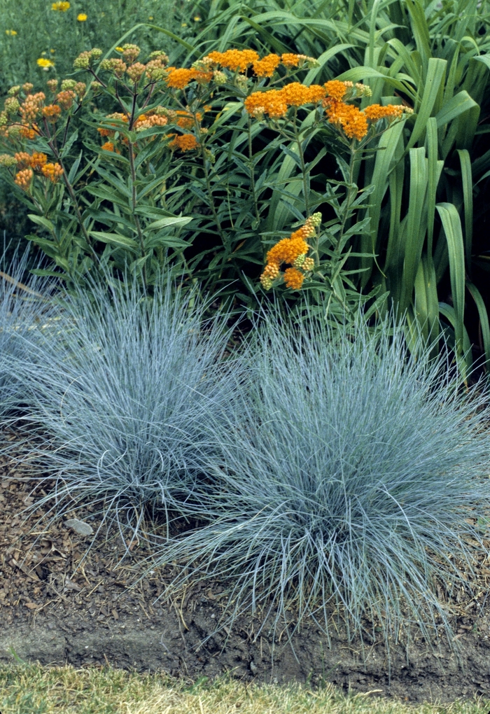 Blue Fescue - Festuca glauca 'Elijah Blue'