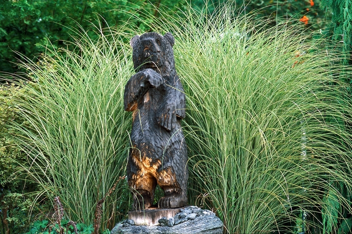 Maiden Grass - Miscanthus sinensis 'Morning Light' Maiden Grass - Miscanthus sinensis 'Morning Light'