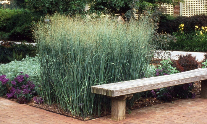 Switch Grass - Panicum virgatum 'Heavy Metal' Switch Grass - Panicum virgatum 'Heavy Metal'