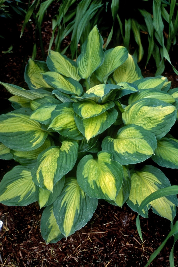 Plantain-Lily - Hosta 'Captain Kirk' Plantain-Lily - Hosta 'Captain Kirk'