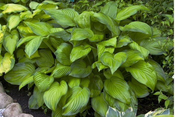 Plantain Lily - Hosta 'Stained Glass' Plantain Lily - Hosta 'Stained Glass'