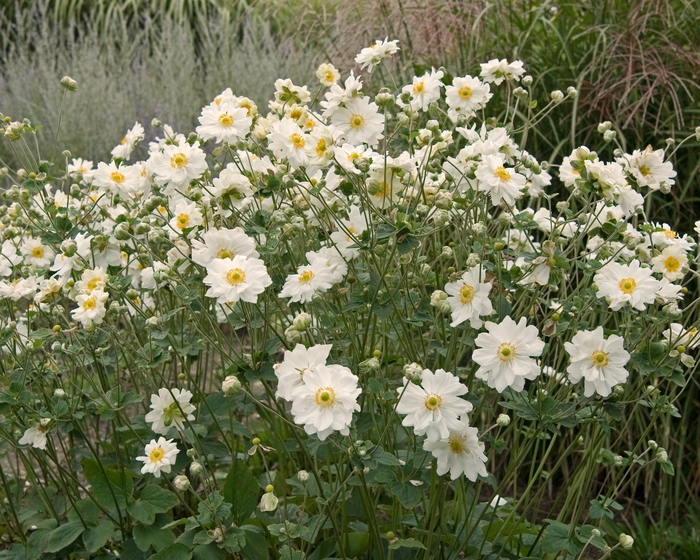 Windflower - Anemone hybrida 'Whirlwind' Windflower - Anemone hybrida 'Whirlwind'