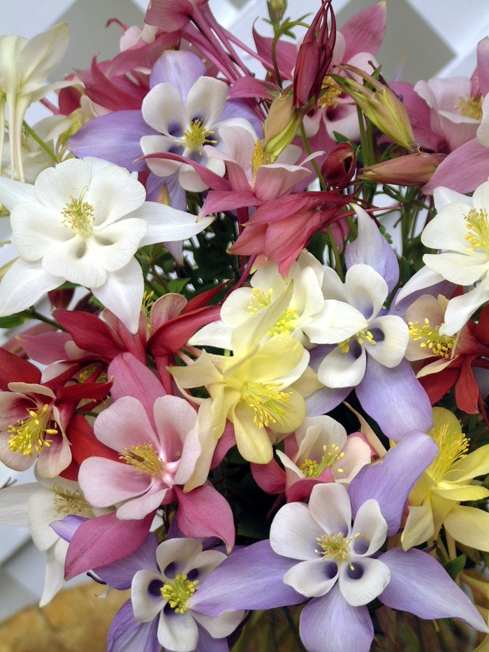Columbine - Aquilegia caerulea 'Origami Mix' Columbine - Aquilegia caerulea 'Origami Mix'
