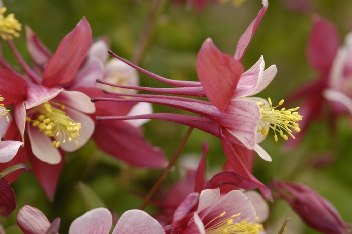 Columbine - Aquilegia x hybrida 'Spring Magic Rose & White'