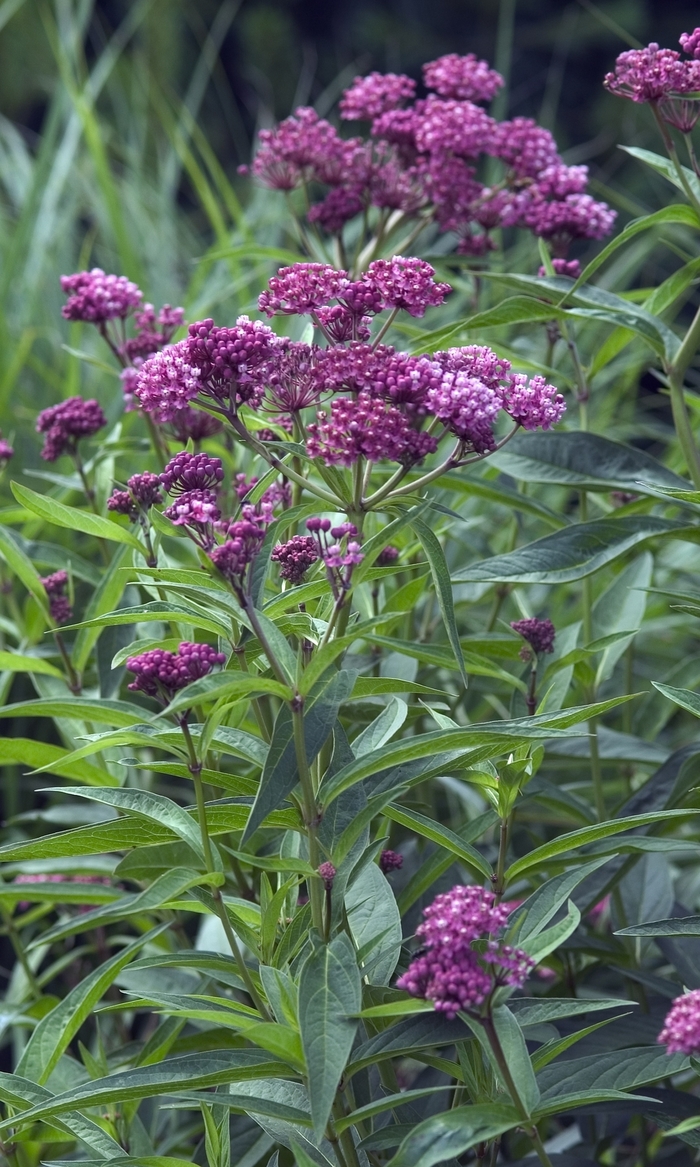Butterfly Weed - Asclepias incarnata 'Cinderella' Butterfly Weed - Asclepias incarnata 'Cinderella'