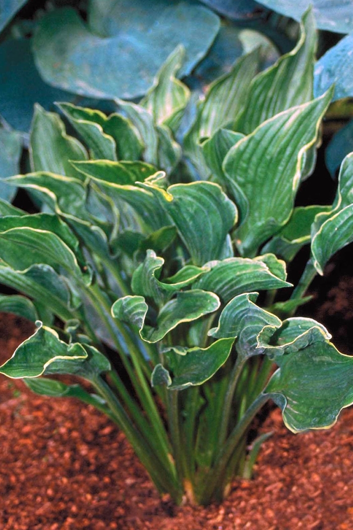 Plantain Lily - Hosta 'Praying Hands' Plantain Lily - Hosta 'Praying Hands'