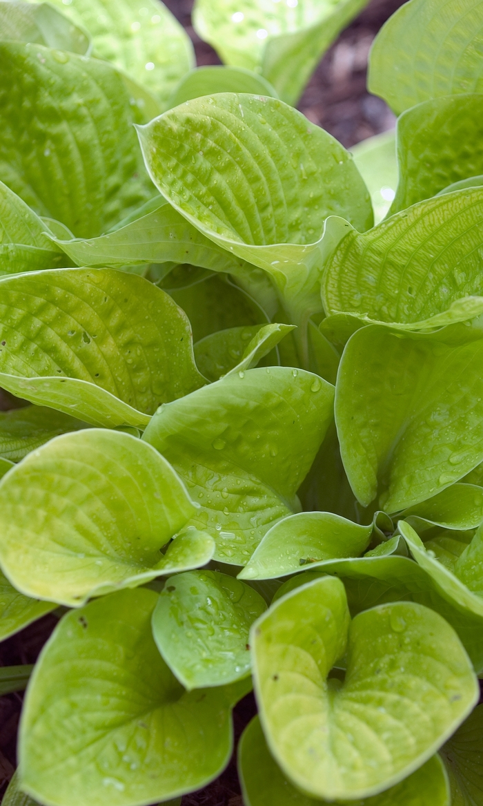 Plantain Lily - Hosta 'Maui Buttercups'