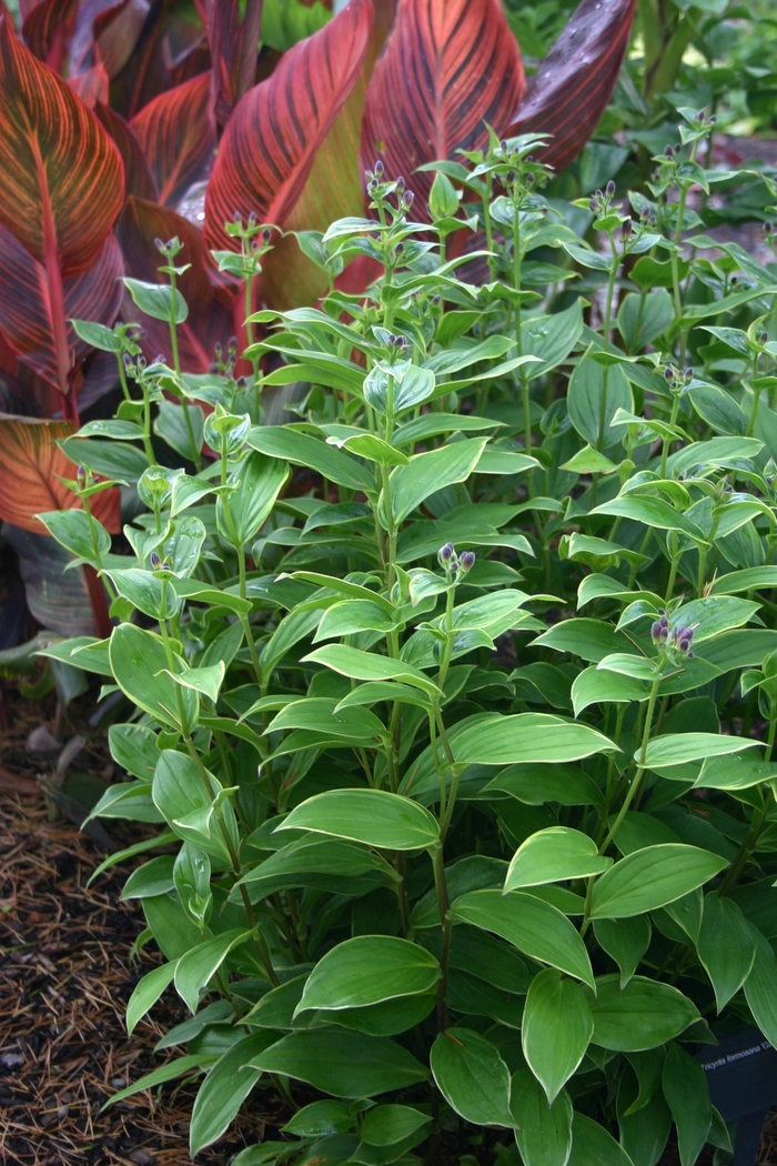 Toad Lily - Tricyrtis formosana 'Gilt Edge'