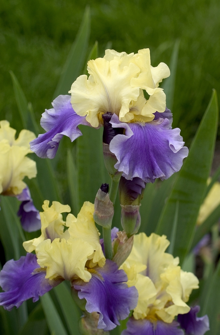 German Iris - Iris 'Edith Wolford'