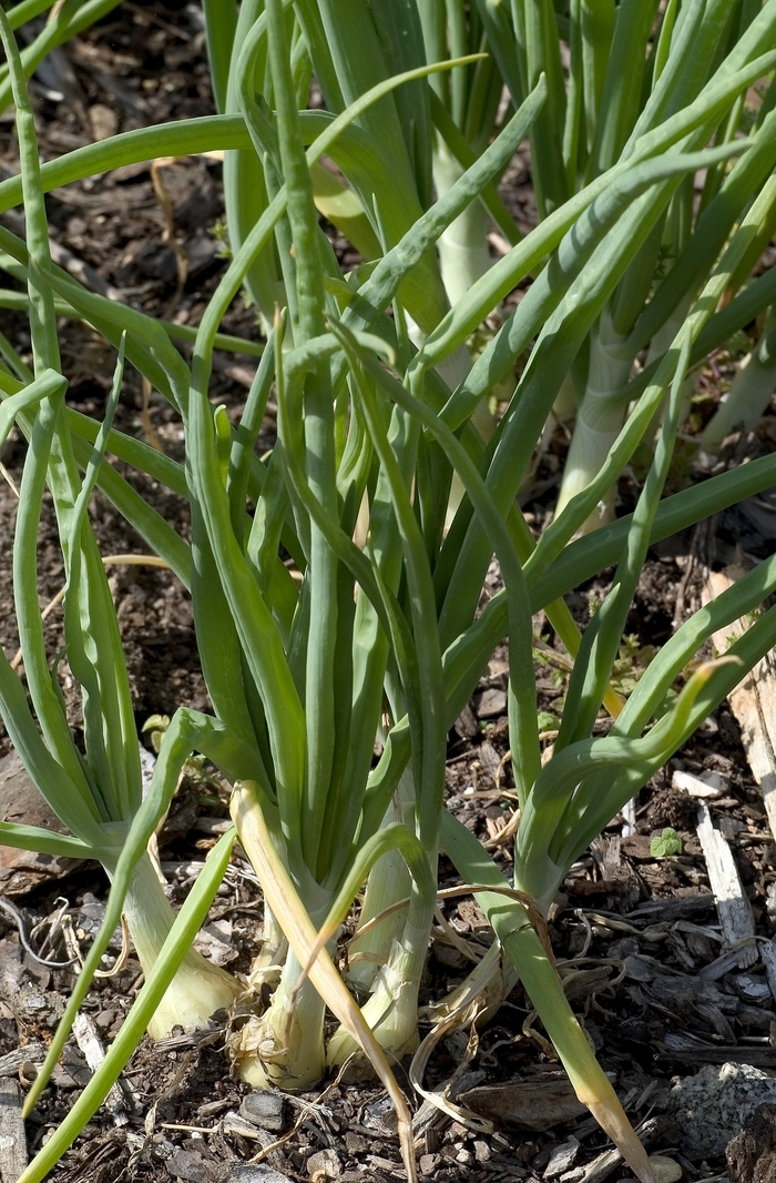 Onion - Allium cepa 'Walla Walla'