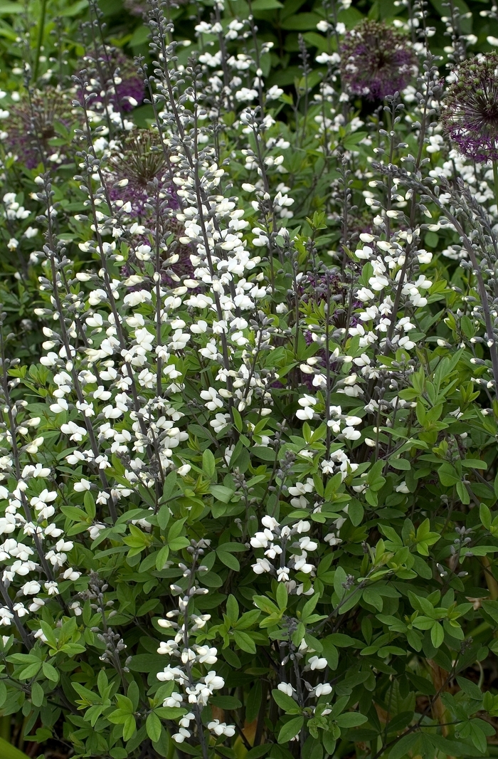 Wild Indigo - Baptisia alba Wild Indigo - Baptisia alba