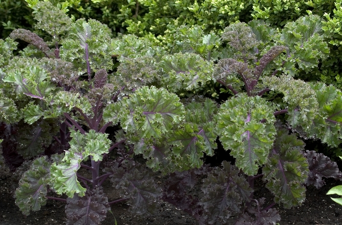 Flowering Kale - Brassica oleracea 'Redbor'