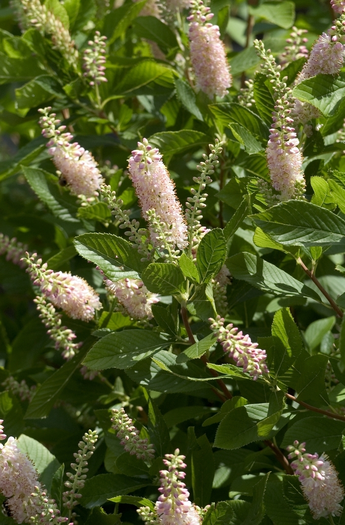 Sweet Pepper Bush - Clethra alnifolia 'Pink Spire'