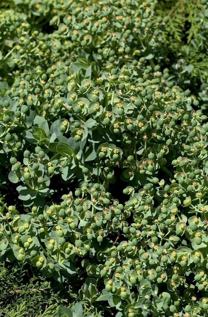 Cushion Spurge - Euphorbia myrsinites 'Donkey Tail'