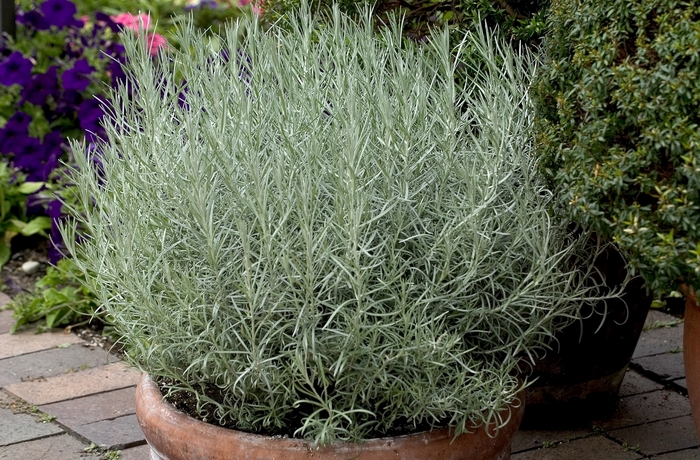 Curry Plant - Helichrysum italicum Curry Plant - Helichrysum italicum