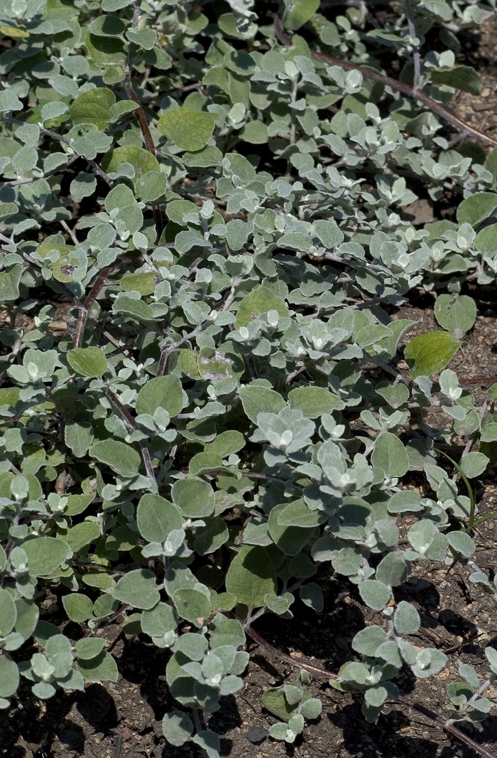 Licorice Plant - Helichrysum petiolare 'White Licorice' Licorice Plant - Helichrysum petiolare 'White Licorice'