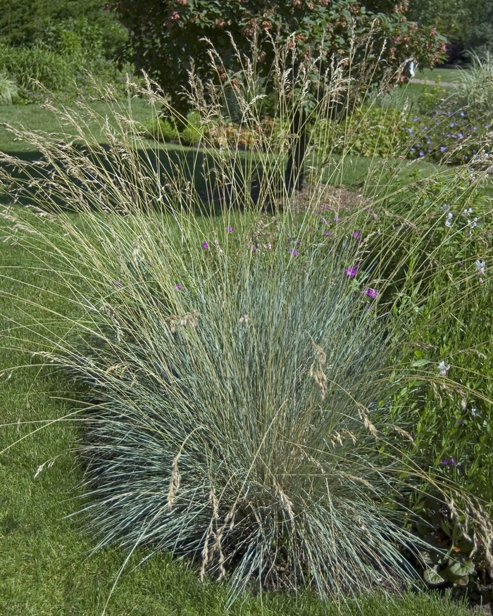 Blue Oat Grass - Helictotrichon semperviren