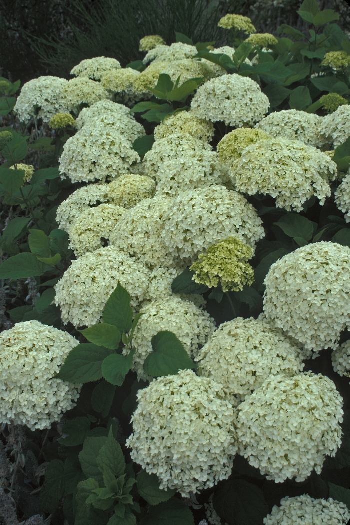 Annabelle Smooth Hydrangea - Hydrangea arborescens 'Annabelle' Annabelle Smooth Hydrangea - Hydrangea arborescens 'Annabelle'