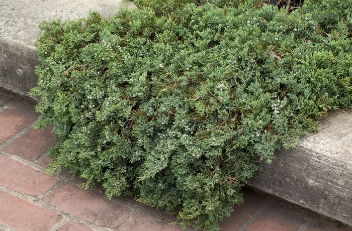 Wiltonii Blue Rug Juniper - Juniperus horizontalis 'Wiltonii' (Blue Rug Juniper)