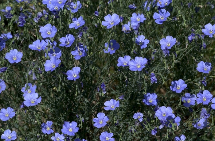 Flax - Linum perenne 'Sapphire' Flax - Linum perenne 'Sapphire'