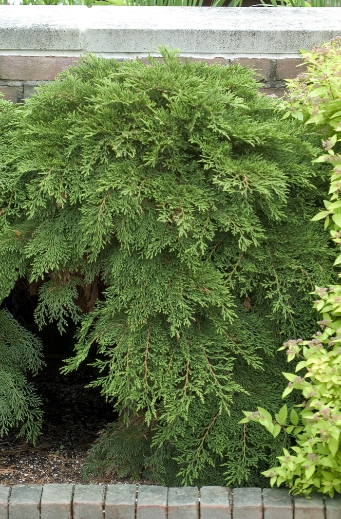 Creeping Siberian Cypress - Microbiota decussata Creeping Siberian Cypress - Microbiota decussata