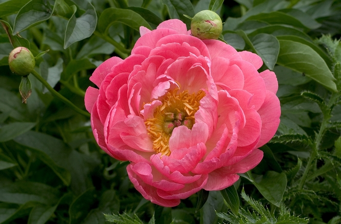 Garden Peony - Paeonia 'Coral Sunset' Garden Peony - Paeonia 'Coral Sunset'