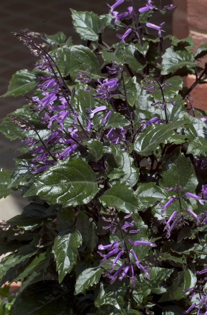 Plectranthus - Plectranthus 'Mona Lavender'