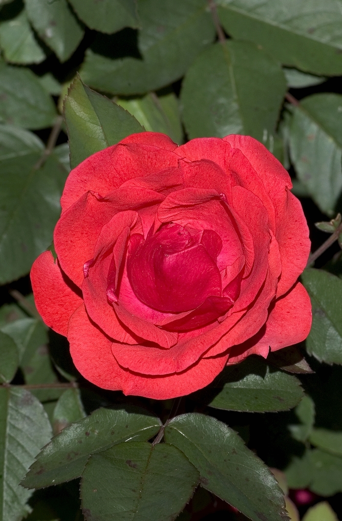 Morden Fireglow Rose - Rosa 'Morden Fireglow' Morden Fireglow Rose - Rosa 'Morden Fireglow'