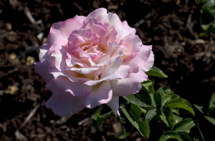 Peace Rose - Rosa 'Peace' Peace Rose - Rosa 'Peace'