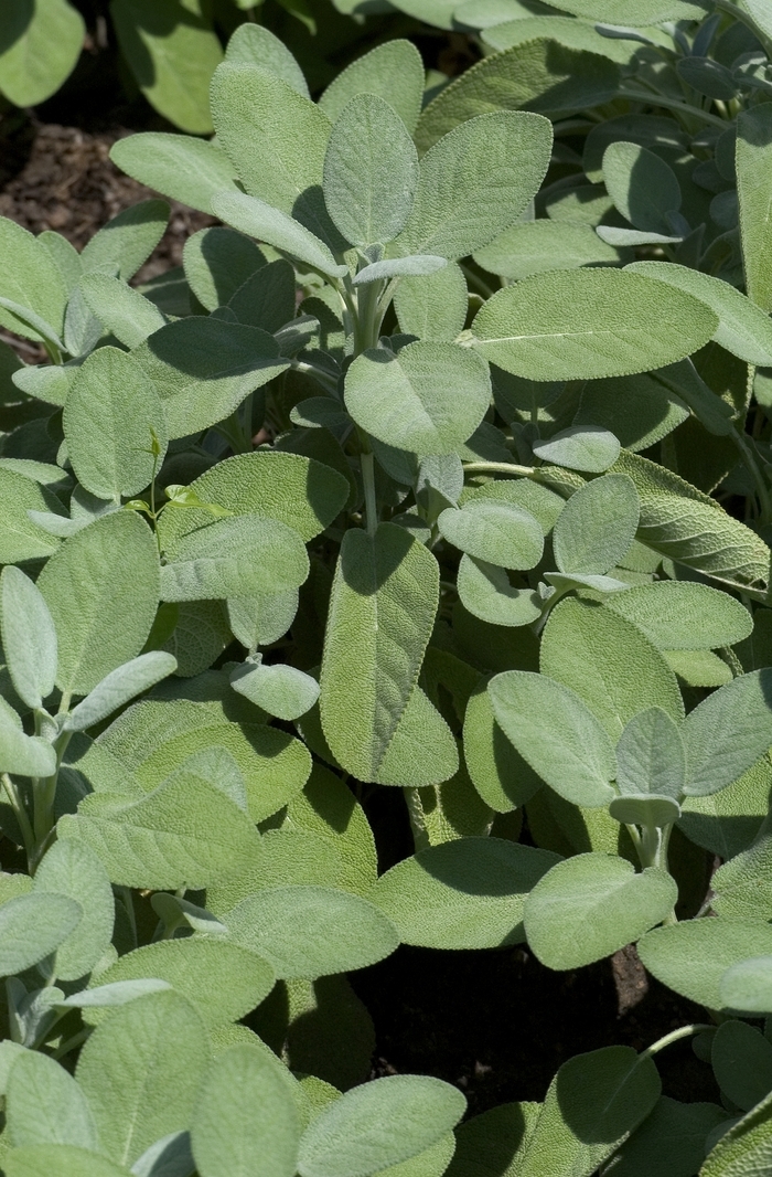 Sage - Salvia officinalis 'Berggarten' Sage - Salvia officinalis 'Berggarten'