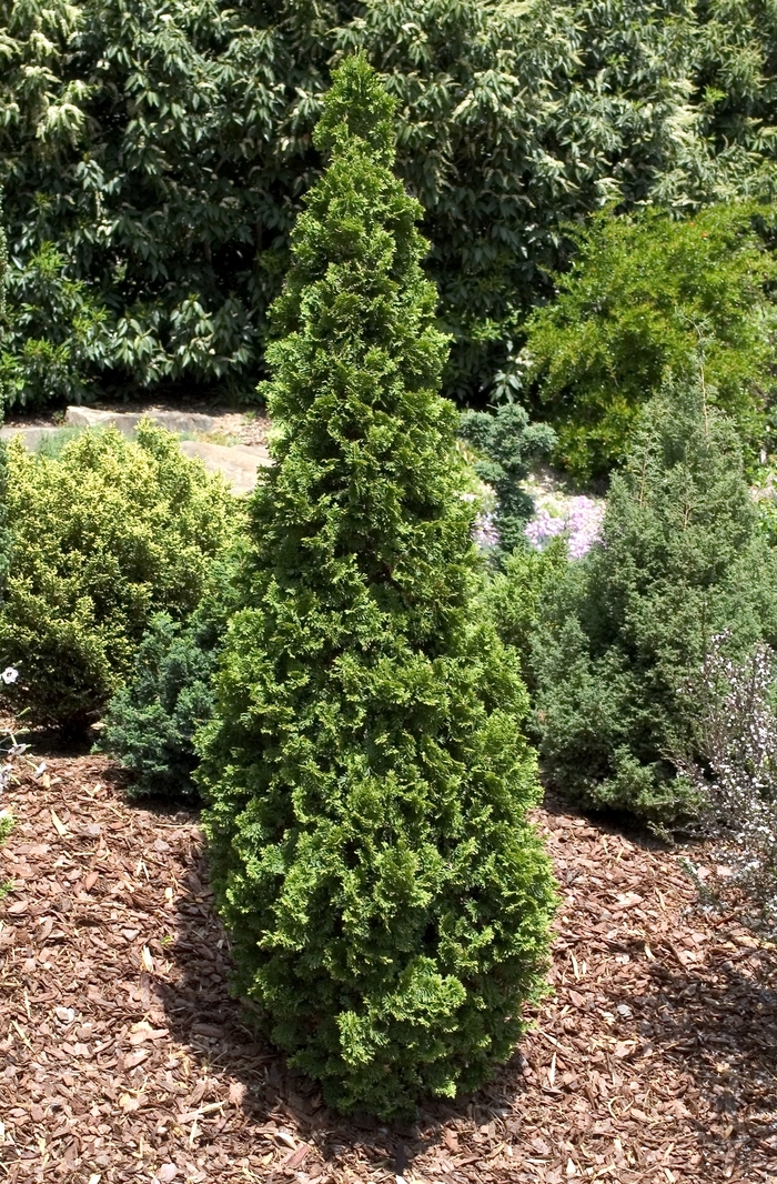 Arborvitae - Thuja occidentalis 'Degroots Spire' Arborvitae - Thuja occidentalis 'Degroots Spire'