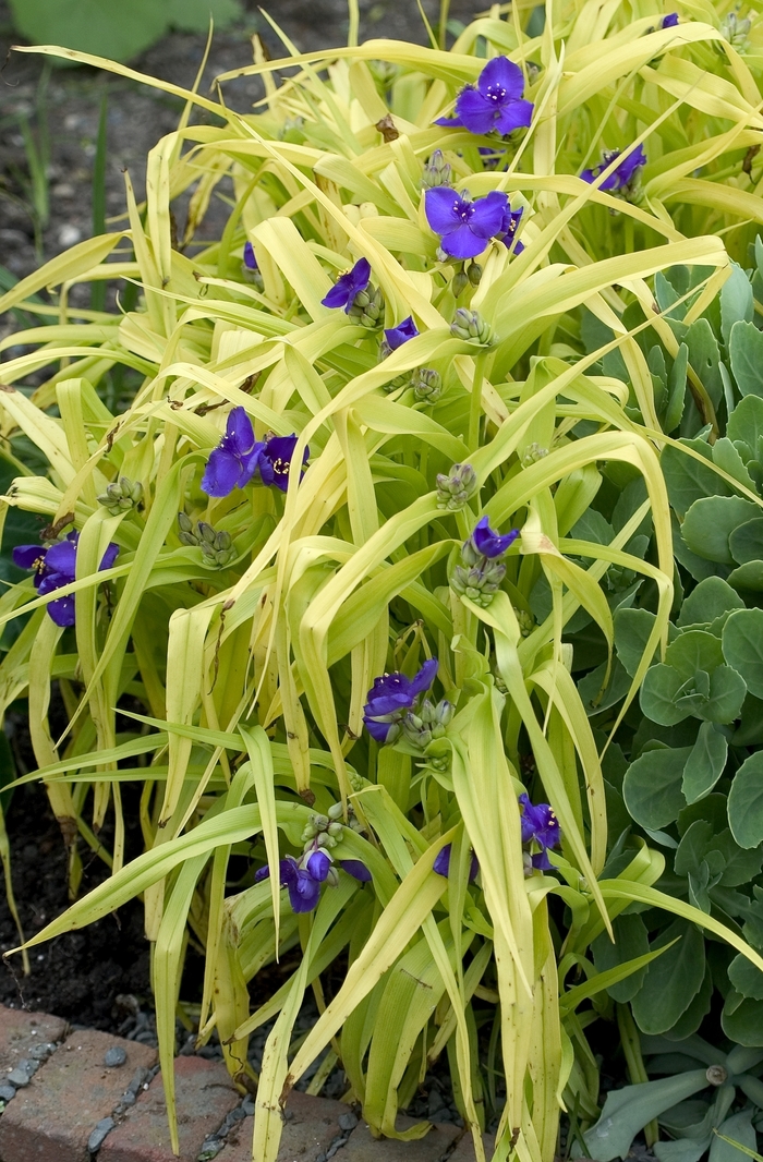 Spiderwort - Tradescantia andersoniana 'Blue and Gold' Spiderwort - Tradescantia andersoniana 'Blue and Gold'