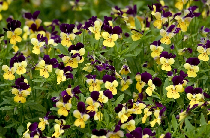 Pansy - Viola cornuta 'Penny Yellow Jump-up'