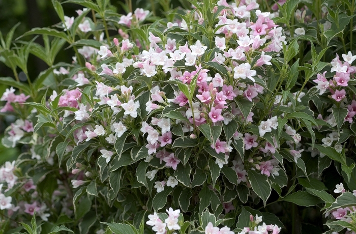 Weigela florida 'Suzanne' Old Fashioned Weigela Ebert's Greenhouse