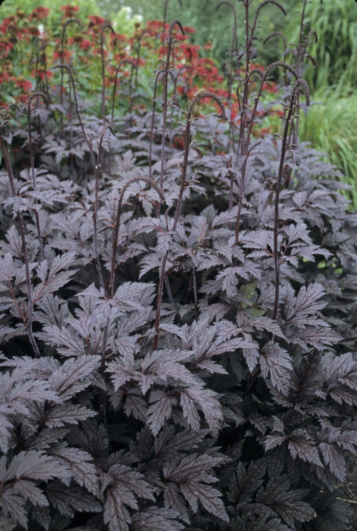 Bugbane - Cimicifuga ramosa 'Brunette'