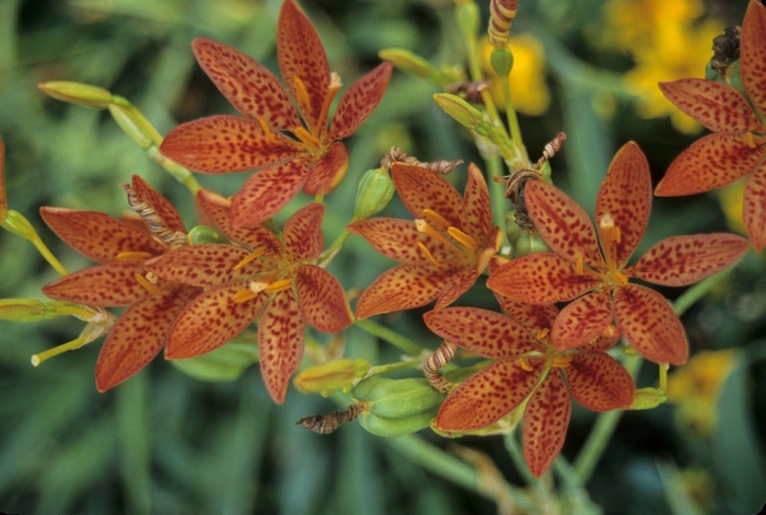 Blackberry Lily - Belamcanda 'Freckle Face' Blackberry Lily - Belamcanda 'Freckle Face'