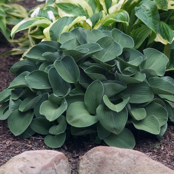 'Blue Mouse Ears' - Hosta hybrid 'Blue Mouse Ears' - Hosta hybrid