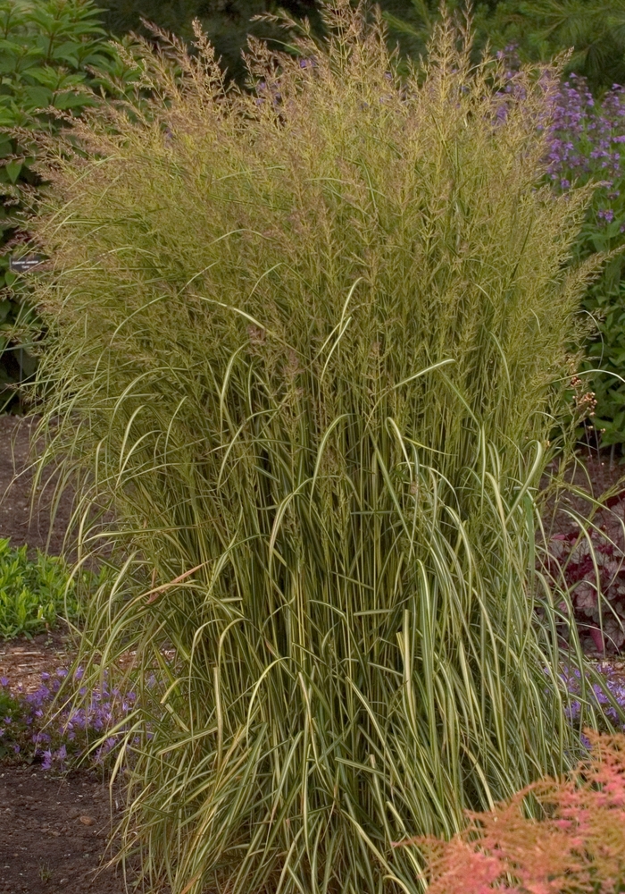 Feather Reed Grass - Calamagrostis acutiflora 'Eldorado' Feather Reed Grass - Calamagrostis acutiflora 'Eldorado'