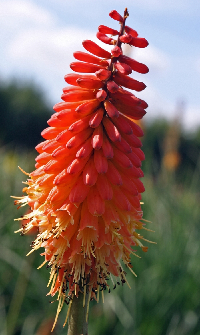 Red Hot Poker - Kniphofia 'Alcazar' Red Hot Poker - Kniphofia 'Alcazar'