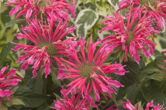 Bee Balm - Monarda didyma 'Coral Reef PPAF' Bee Balm - Monarda didyma 'Coral Reef PPAF'
