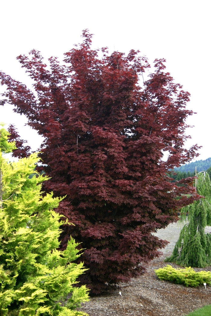 'Twombly's Red Sentinel' Japanese Maple - Acer palmatum 'Twombly's Red Sentinel' Japanese Maple - Acer palmatum