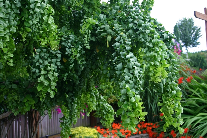 Twisty Baby - Robinia pseudoacacia 'Lace Lady'