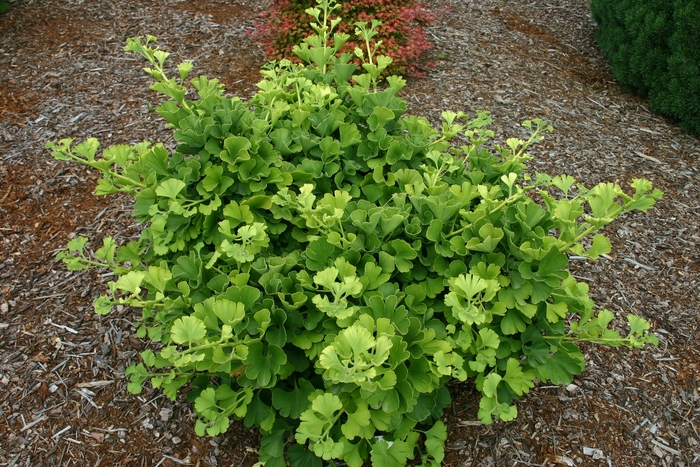 Ginkgo Tree - Ginkgo biloba 'Mariken' Ginkgo Tree - Ginkgo biloba 'Mariken'